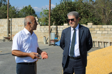 Balakən Rayon İcra Hakimiyyətinin başçısı Natiq Ağayev Qazma kəndində yerləşən, sahibkar Məmmədov Qüdrət Həmid oğluna məxsus qarğıdalı qəbulu məntəqəsinə baxış keçirib, görülən işlərlə tanış olub.
