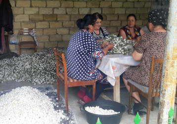 Balakənli kümçülər iki gündə qəbul məntəqəsinə 2,1 tondan çox yaş barama təhvil veriblər