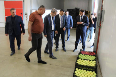 İcra başçısı “Balmeyvə” bağçılıq təsərrüfatı ilə tanış olub