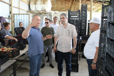 Balakən Rayon İcra Hakimiyyətinin başçısı Natiq Ağayev təsərrüfatlara baxış keçirib