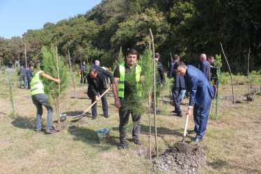 Balakəndə Anım Gününə həsr olunmuş ağacəkmə aksiyası keçirilib
