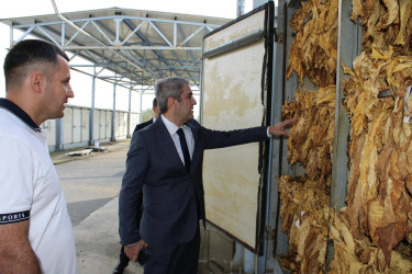 Tütünçülük Balakəndə qədim və ənənəvi kənd təsərrüfatı sahələrindən biridir