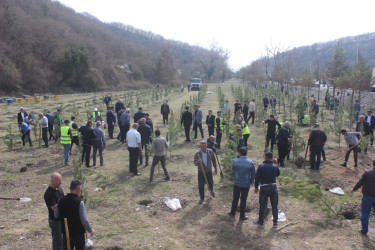 Balakəndə ağacəkmə aksiyası keçirilib