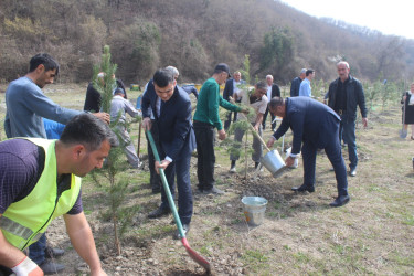 Balakəndə ağacəkmə aksiyası keçirilib