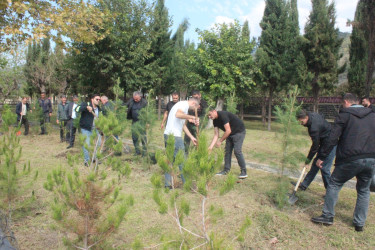 Balakəndə Anım Gününə həsr olunmuş ağacəkmə aksiyası keçirilib