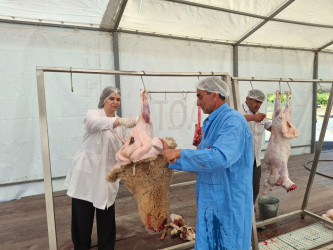 Qurban bayramı ilə əlaqədar Balakəndə heyvan kəsimi məntəqəsi fəaliyyətə başlayıb