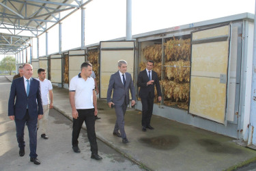 Tütünçülük Balakəndə qədim və ənənəvi kənd təsərrüfatı sahələrindən biridir