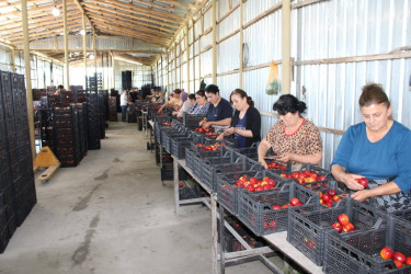 Balakən Rayon İcra Hakimiyyətinin başçısı Natiq Ağayev təsərrüfatlara baxış keçirib