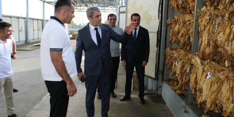 Tütünçülük Balakəndə qədim və ənənəvi kənd təsərrüfatı sahələrindən biridir