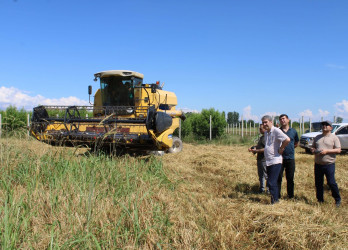 Balakən Rayon İcra Hakimiyyətinin başçısı Natiq Ağayev təsərrüfatlara baxış keçirib