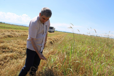 Balakən Rayon İcra Hakimiyyətinin başçısı Natiq Ağayev təsərrüfatlara baxış keçirib