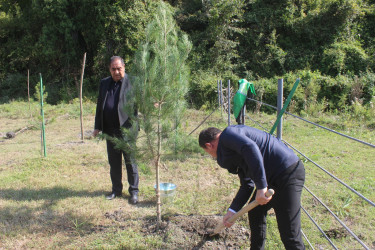 Balakəndə Anım Gününə həsr olunmuş ağacəkmə aksiyası keçirilib